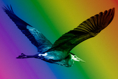 Great Blue Heron Soaring The Sky (Rainbow Shade Photo)