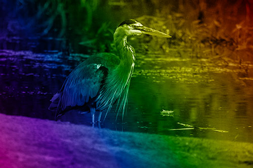 Great Blue Heron Standing Among Shallow Water (Rainbow Shade Photo)