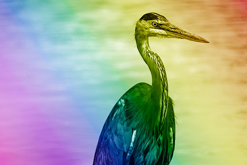 Great Blue Heron Standing Tall Among River Water (Rainbow Shade Photo)