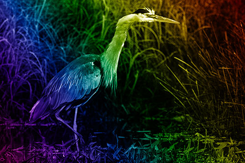 Great Blue Heron Wading Across River (Rainbow Shade)