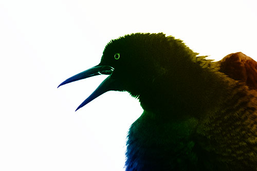 Great Tailed Grackle Croaks Among Sunlight (Rainbow Shade)
