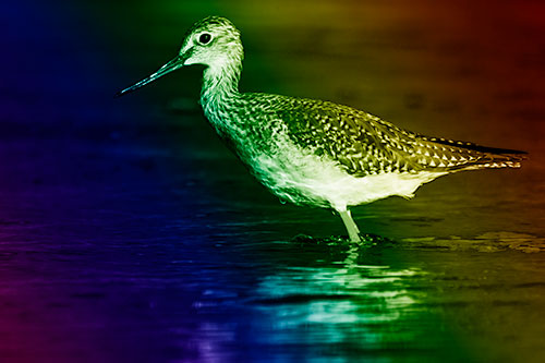 Greater Yellowlegs Bird Leaning Forward On Water (Rainbow Shade Photo)