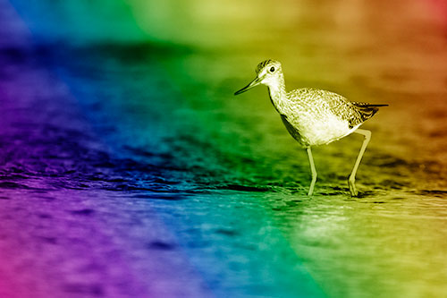 Greater Yellowlegs Bird Walking On River Water (Rainbow Shade Photo)