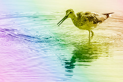 Greater Yellowlegs Fishing Among Shallow Water (Rainbow Shade)