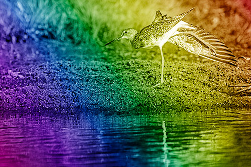 Greater Yellowlegs Stretching Along River Shore (Rainbow Shade)