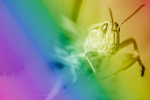 Happy Grasshopper Standing Among Sloping Leaf (Rainbow Shade)