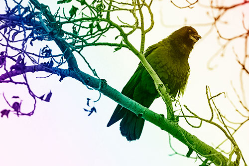 Happy Open Mouthed Crow Cawing (Rainbow Shade Photo)