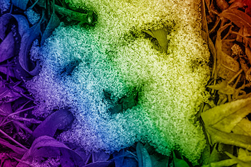 Happy Snow Face Among Dead Twisted Leaves (Rainbow Shade)