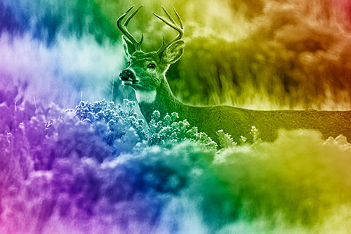 Happy White Tailed Deer Wanders Behind Vegetation (Rainbow Shade)