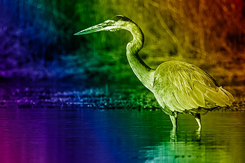 Head Tilting Great Blue Heron Hunting For Fish (Rainbow Shade Photo)