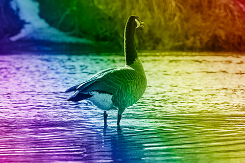Honking Canadian Goose Standing Among River Water (Rainbow Shade Photo)
