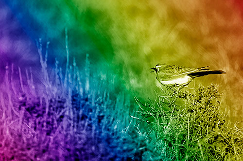 Horned Lark Chirping Loudly Perched Atop Sticks (Rainbow Shade Photo)