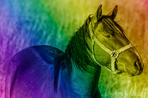 Horse Enjoying Grassy Dinner Meal (Rainbow Shade Photo)