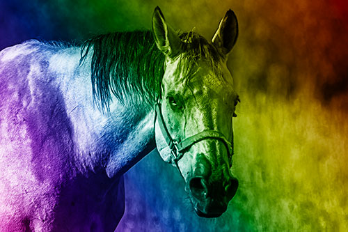 Horse Making Eye Contact (Rainbow Shade Photo)