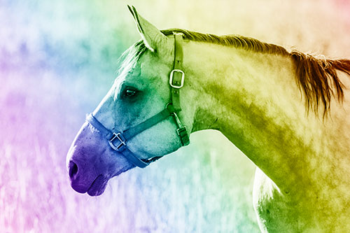 Horse Wearing Bridle Among Sunshine (Rainbow Shade)