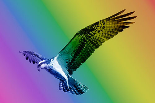 Hovering Osprey Hawk Looking For Fish Below (Rainbow Shade)