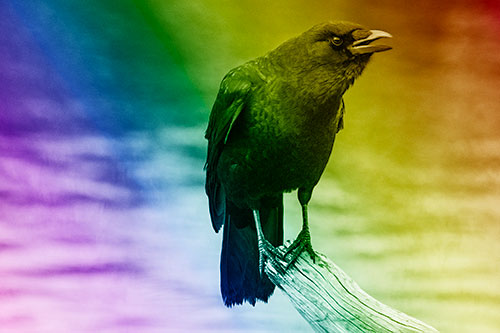 Hunched Over Crow Cawing Atop Broken Tree Log (Rainbow Shade)
