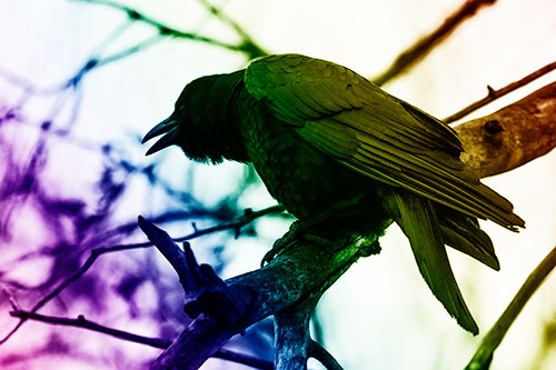 Hunched Over Crow Cawing Atop Tree Branch (Rainbow Shade Photo)