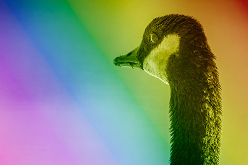 Hungry Crumb Mouthed Canadian Goose Senses Intruder (Rainbow Shade Photo)