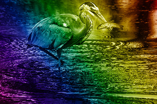 Hungry Great Blue Heron Spears Through Trout Fish (Rainbow Shade)