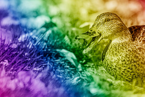 Hungry Mallard Duck Devours Cherry (Rainbow Shade)