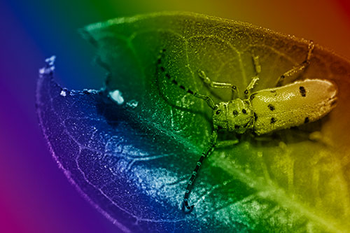 Hungry Red Milkweed Beetle Rests Among Chewed Leaf (Rainbow Shade Photo)