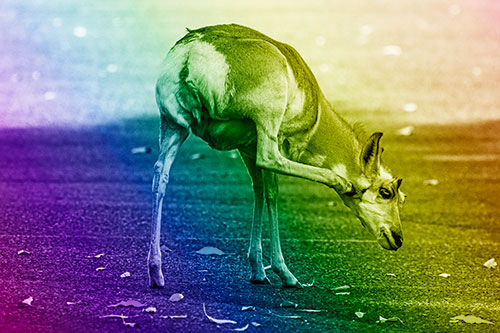 Itchy Pronghorn Scratches Neck Among Autumn Leaves (Rainbow Shade Photo)