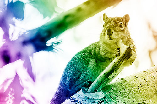 Itchy Squirrel Gets Tree Branch Massage (Rainbow Shade Photo)