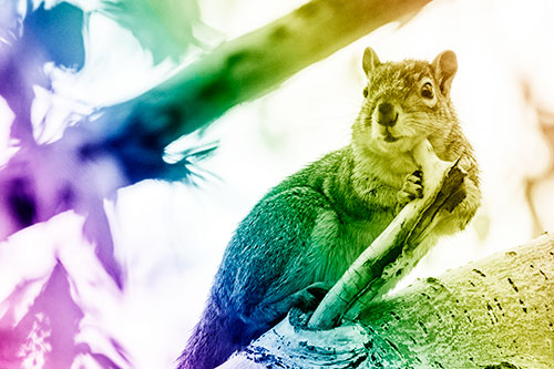 Itchy Squirrel Gets Tree Branch Massage (Rainbow Shade)