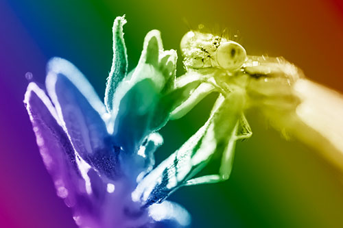 Joyful Damselfly Enjoys Sunshine Atop Plant (Rainbow Shade)