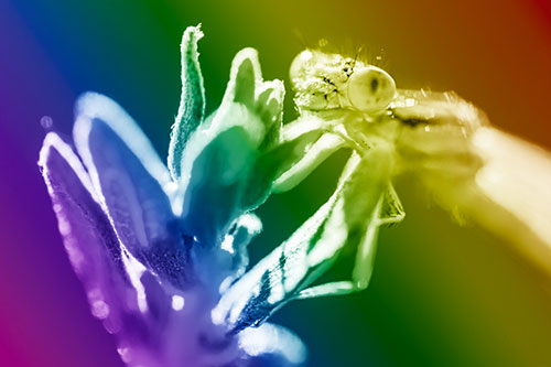 Joyful Dragonfly Enjoys Sunshine Atop Plant (Rainbow Shade Photo)