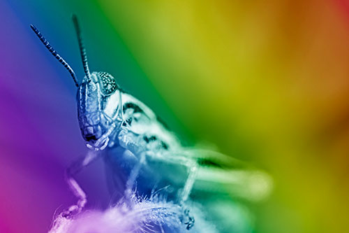 Joyful Grasshopper Standing Among Fuzzy Plant Top (Rainbow Shade)
