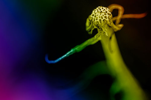 Kung Fu Gumplant Figure Punching Among Wind (Rainbow Shade Photo)