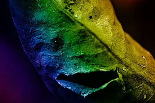 Lacerated Mouth Leaf Face Smirking Among Decay (Rainbow Shade)