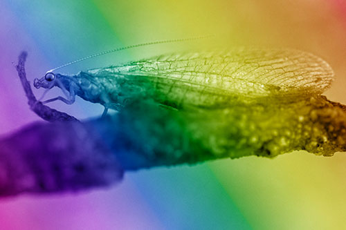 Lacewing Grabs Ahold Twig Branch (Rainbow Shade)
