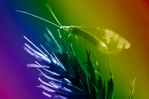 Lacewing Standing Atop Plant Blades (Rainbow Shade Photo)