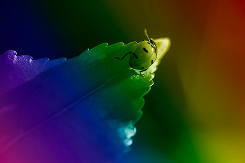 Ladybug Crawling To Top Of Leaf (Rainbow Shade Photo)