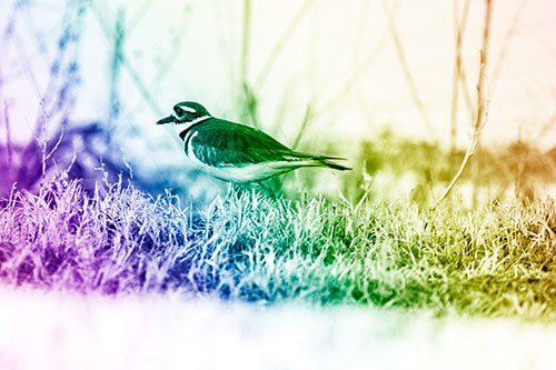 Large Eyed Killdeer Bird Running Along Grass (Rainbow Shade Photo)