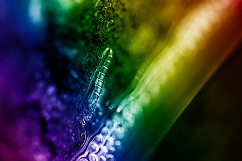 Larva Slithering Along Wet Shore Rock (Rainbow Shade Photo)