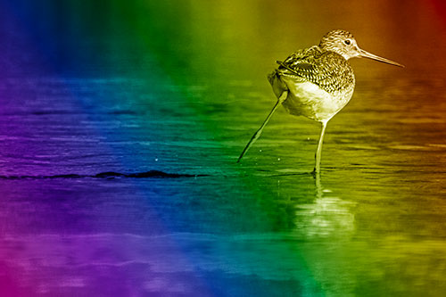 Leg Kicking Greater Yellowlegs Splashing Droplets (Rainbow Shade Photo)