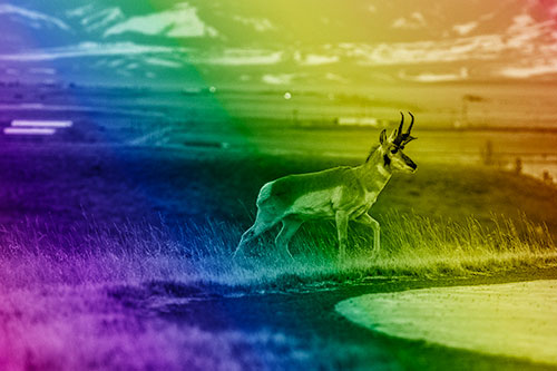 Lone Pronghorn Wanders Up Grassy Hillside (Rainbow Shade Photo)