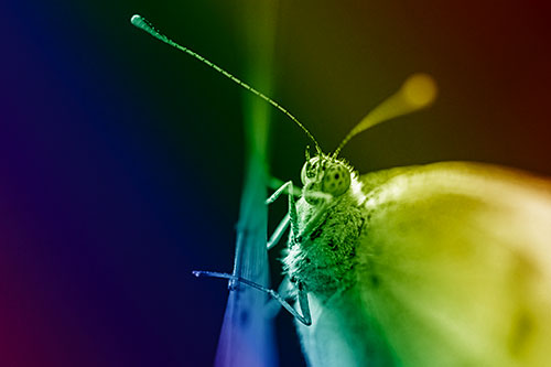 Long Antenna Wood White Butterfly Grasping Grass Blade (Rainbow Shade Photo)