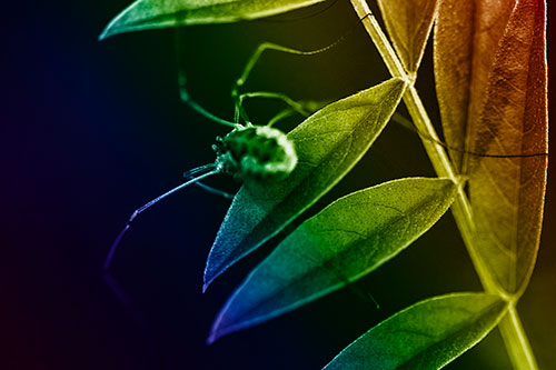 Long Legged Harvestmen Spider Clinging Onto Leaf Petal (Rainbow Shade)