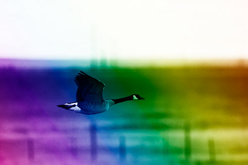 Low Flying Canadian Goose (Rainbow Shade Photo)