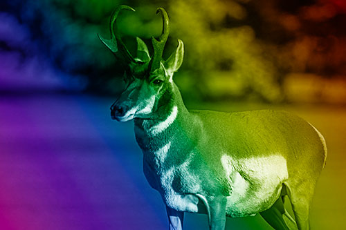 Male Pronghorn Keeping Watch Over Herd (Rainbow Shade Photo)