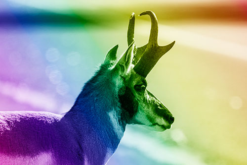 Male Pronghorn Looking Across Roadway (Rainbow Shade Photo)