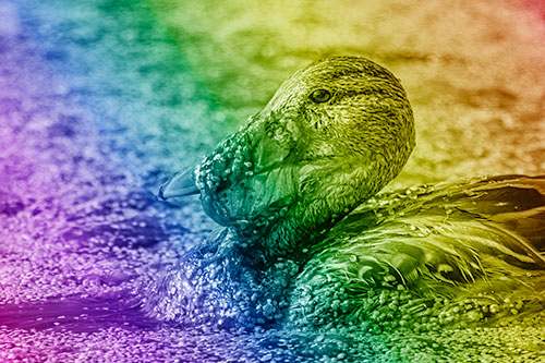 Mallard Duck Entangled In Algae (Rainbow Shade)