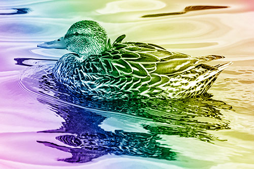 Mallard Duck Floats Among Swirling Water (Rainbow Shade)