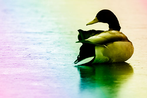 Mallard Duck Resting Atop Ice Frozen Lake (Rainbow Shade Photo)