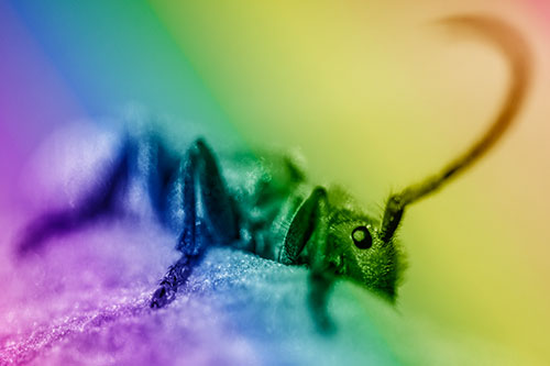 Milkweed Beetle Hiding Behind Leaf Petal (Rainbow Shade)